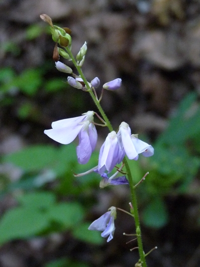 {Desmodium cuspidatum}
